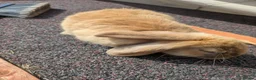 Mini Lop rabbits for sale: Mini lops  - Advert 11