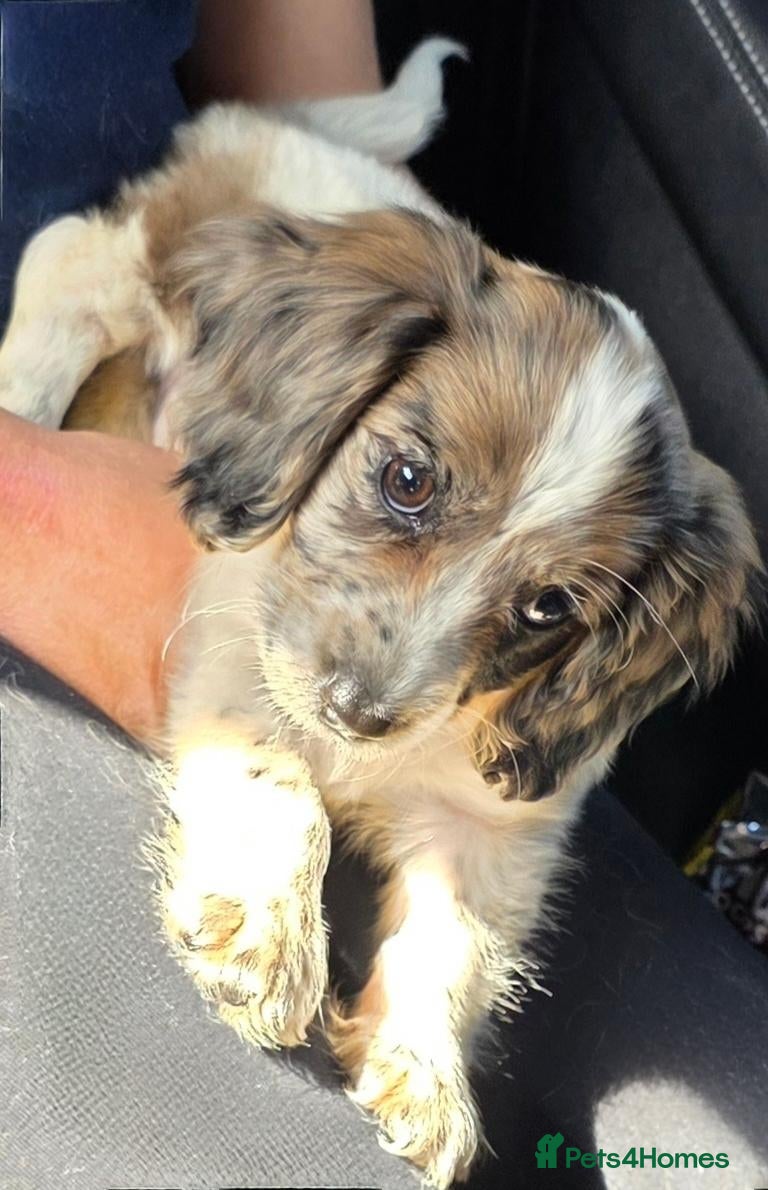 Cocker Spaniel dogs Working cocker spaniel onlt 1 left - Advert 5