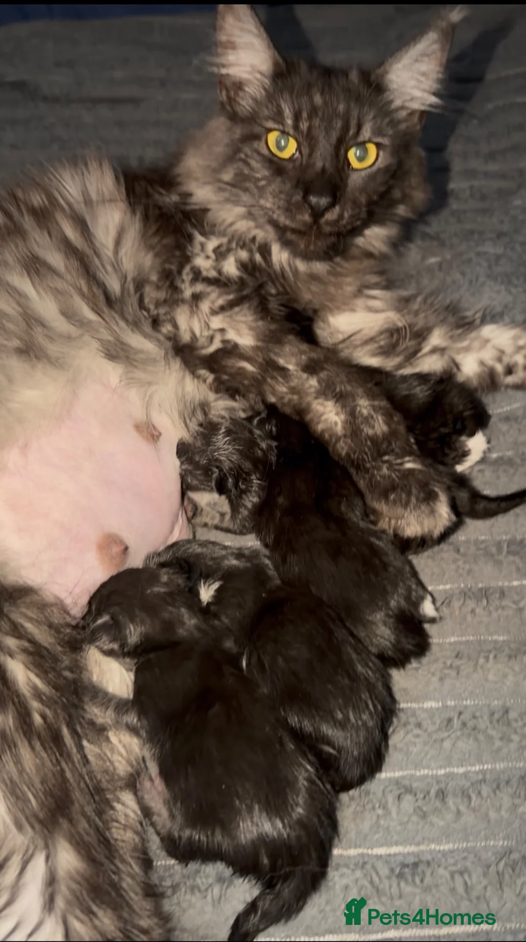 Maine Coon cats for sale: 🐾BEAUTIFUL MAINECOON KITTENS😻 3 BOYS & 2 GIRLS🐾 - Advert 40