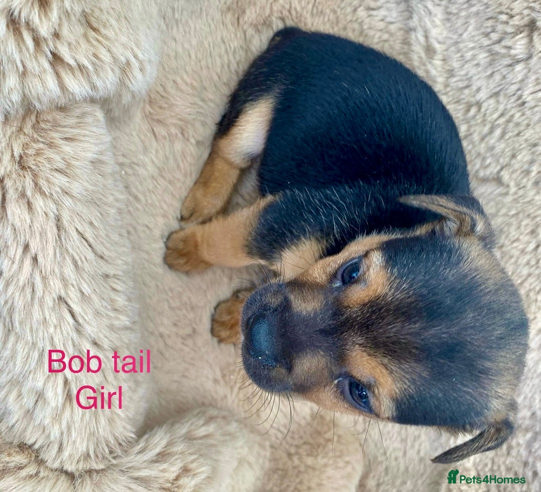 Jack Russell dogs for sale: Bob tail jacks  - Image 12