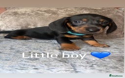Miniature Dachshund dogs for sale: READY TO LEAVE BLACK/TAN MINIATURE DACHSHUND KC  - Image 8