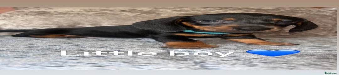 Miniature Dachshund Puppy 4