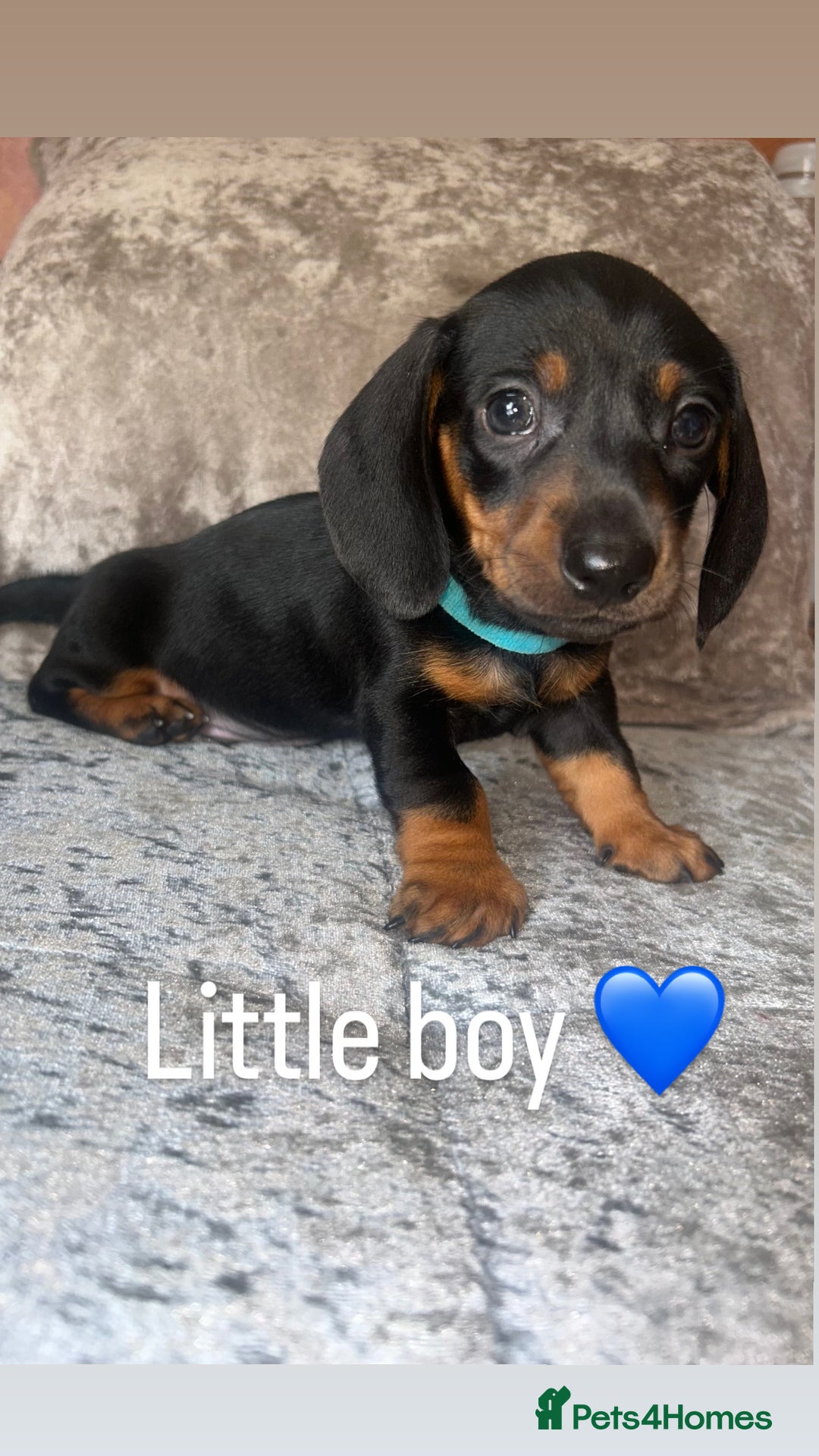 Miniature Dachshund dogs for sale: READY TO LEAVE BLACK/TAN MINIATURE DACHSHUND KC  - Image 8