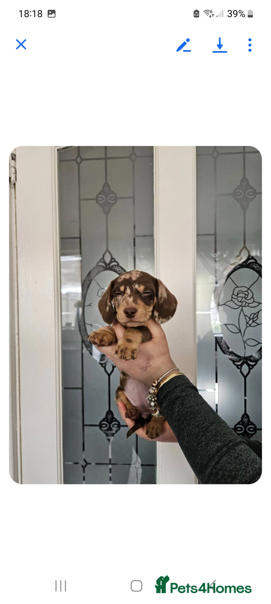 Dachshund dogs Kc paperd miniature dachshund puppies for sale - Advert 1
