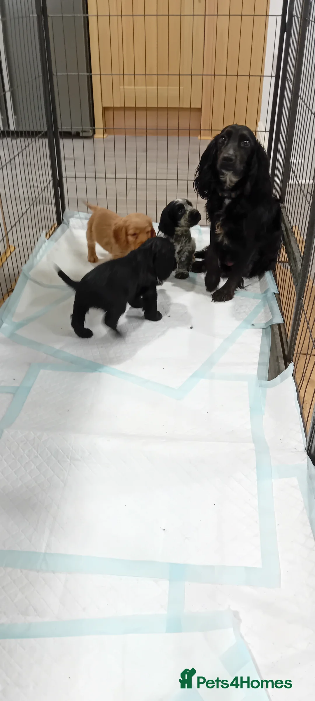 Cocker Spaniel dogs for sale: QUALITY COCKER SPANIAL PUPPIES - VARIOUS COLOURS - Advert 6
