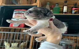 Bernedoodle dogs for sale: Standard Bernedoodle Blue Merle, Black White. - Image 1