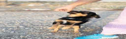 Mixed Breed dogs for adoption: Funny little Fizzy - Advert 13