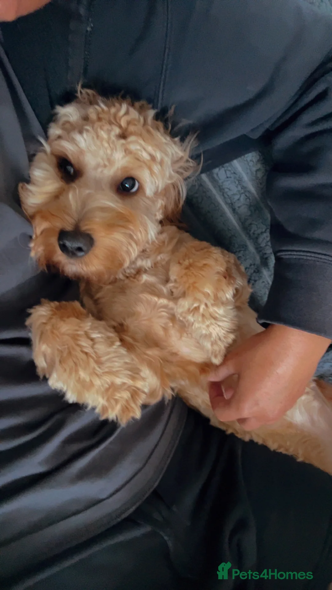 Maltipoo dogs for sale: 7-Month-Old Maltipoo  Loving Home Wanted 🐾 - Advert 2