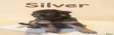 German Shepherd 6 Silver 