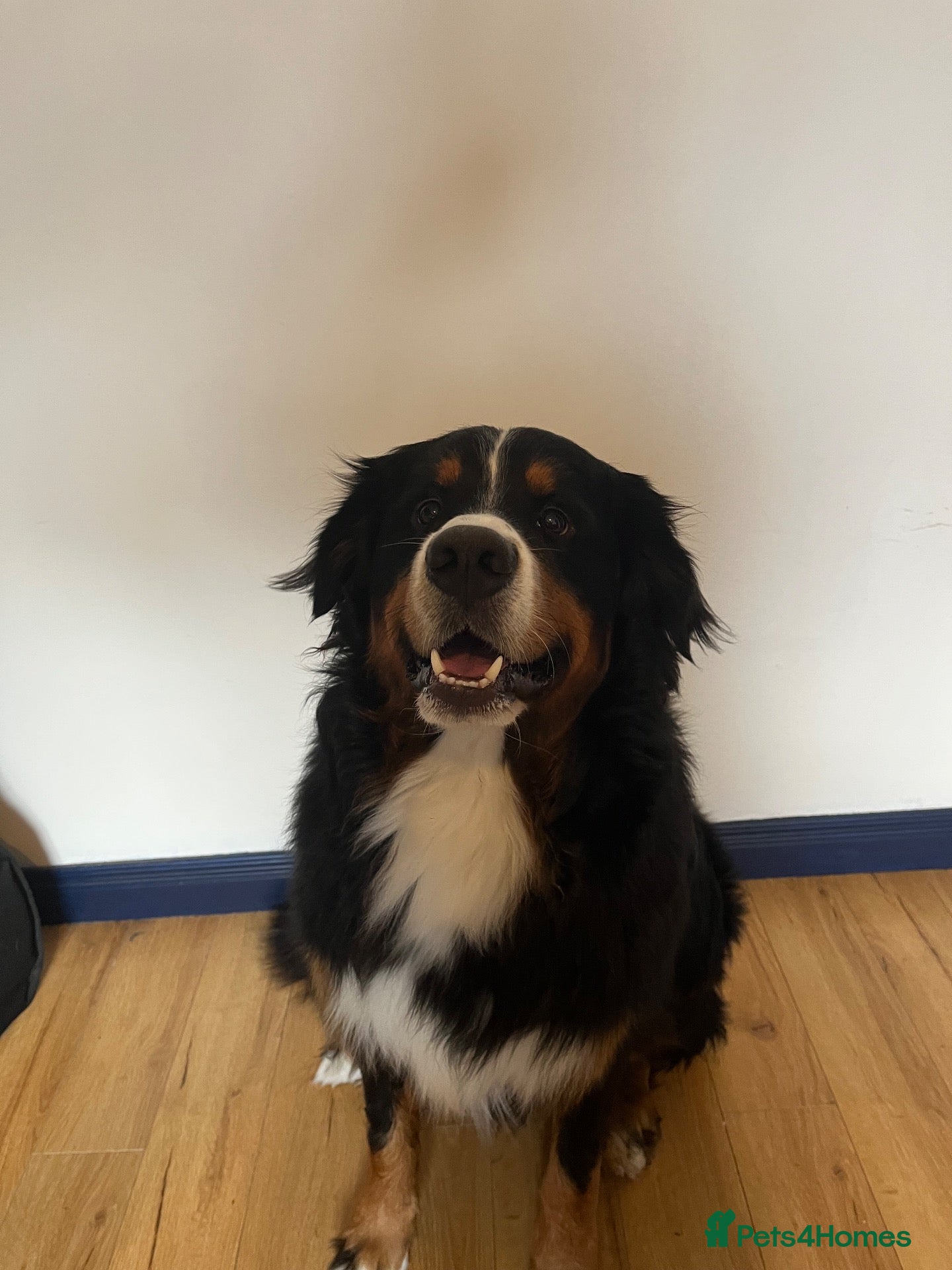 Bernese Mountain Dog dogs Toby  - Advert 7