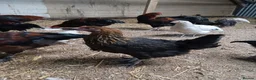 Chickens poultry for sale: Black Marren X Hens & Cockerals  - Advert 4