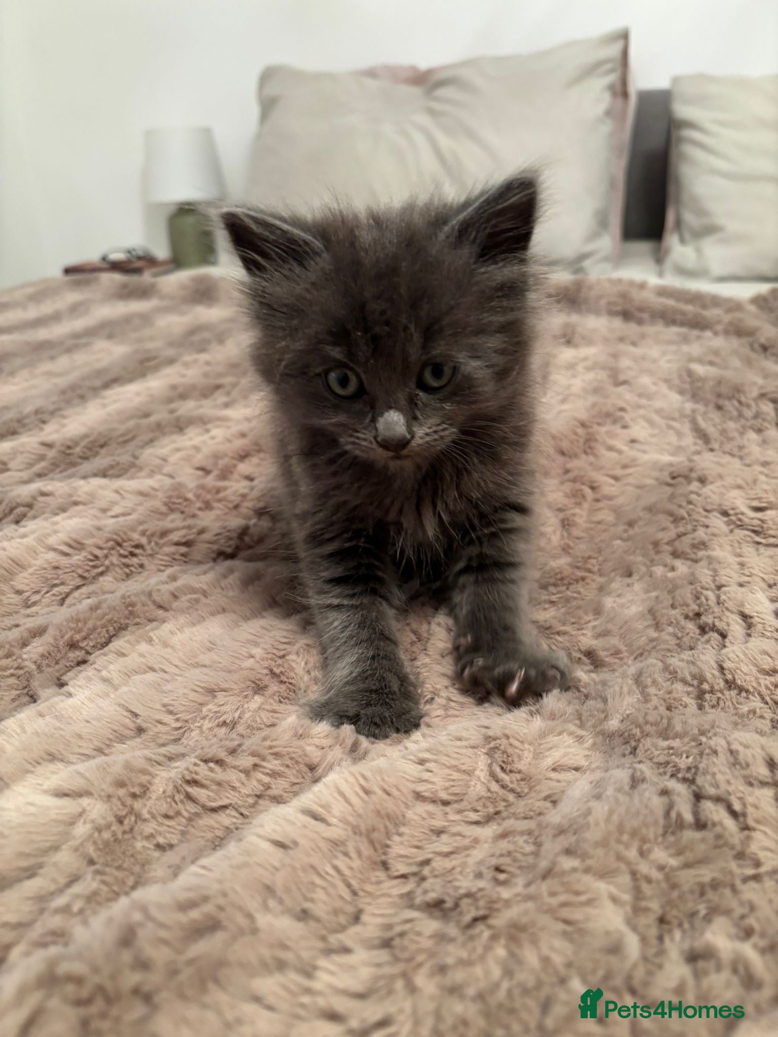 Maine Coon cats Maine coon kitten  - Advert 2