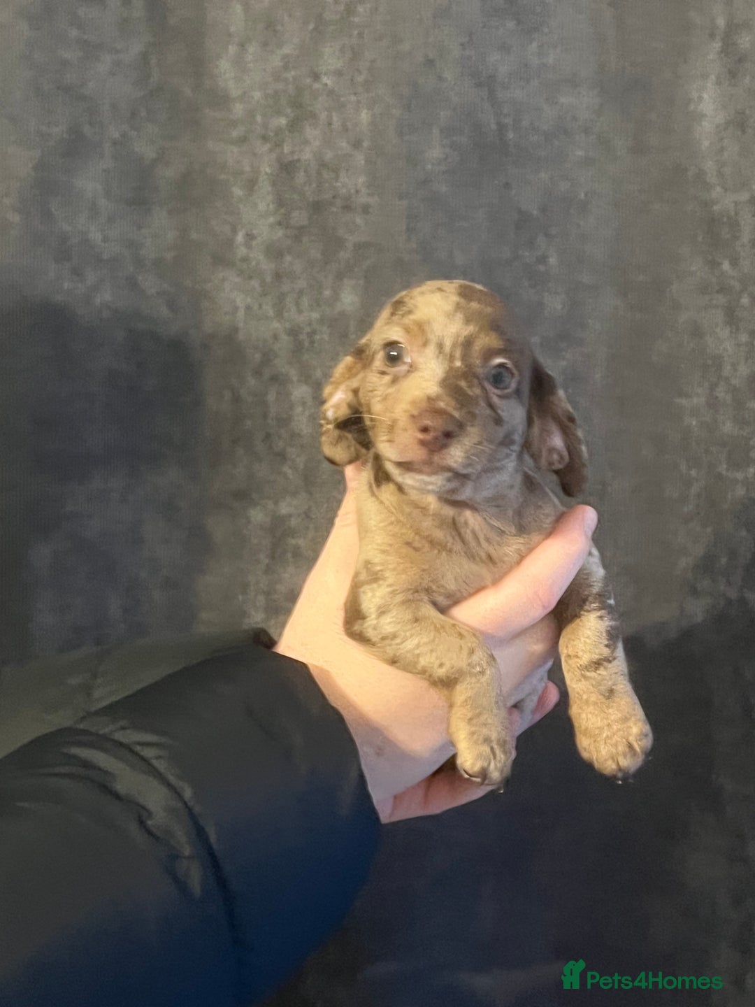 Mixed Breed dogs for sale: LAST GIRL 🩷 daxipoo - Advert 6