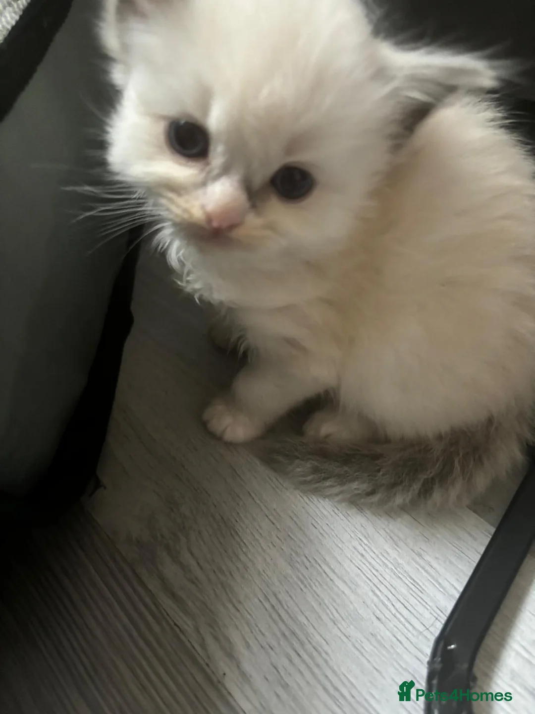 Ragdoll cats for sale: Beautiful Ragdoll kittens  - Advert 9