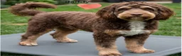 Labradoodle dogs for sale: ✨️Solstice Babies , Ready 4 Homes Late August✨️  - Advert 3