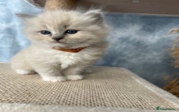 Ragdoll cats for sale: Unique patterned fluffy Ragdoll kittens - Image 8