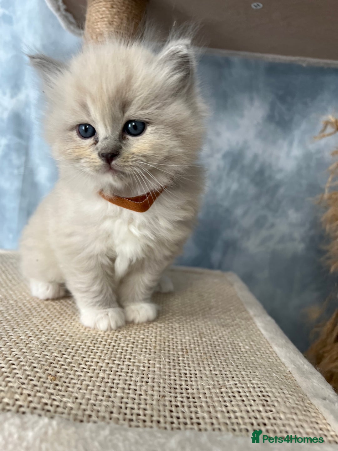 Ragdoll cats for sale: Unique patterned fluffy Ragdoll kittens - Image 8