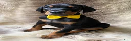 Dobermann dogs for sale: KC REGISTERED DOBERMAN PUPS - Advert 5