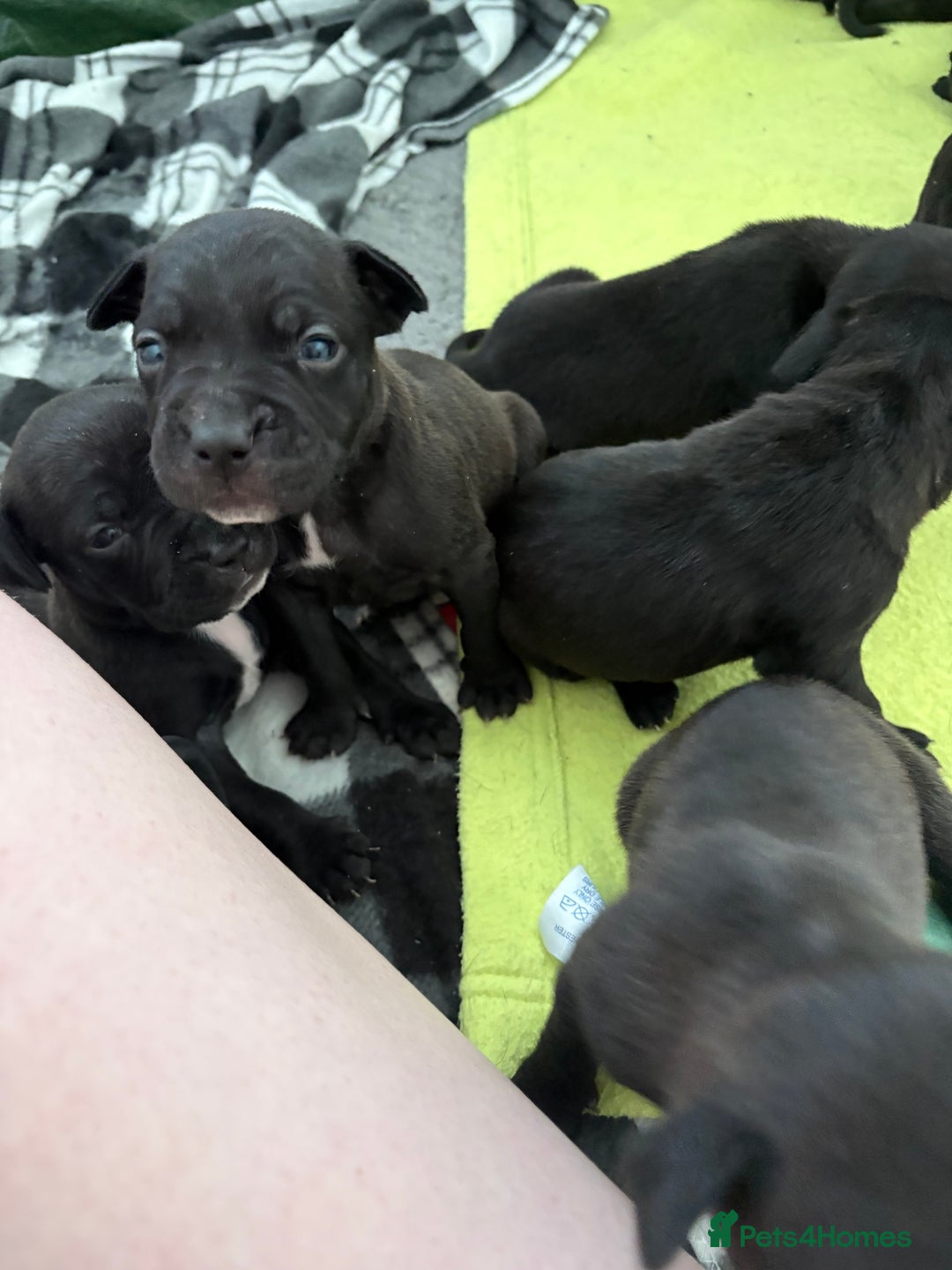 Staffordshire Bull Terrier dogs for sale: Staffy Pups  - Advert 11