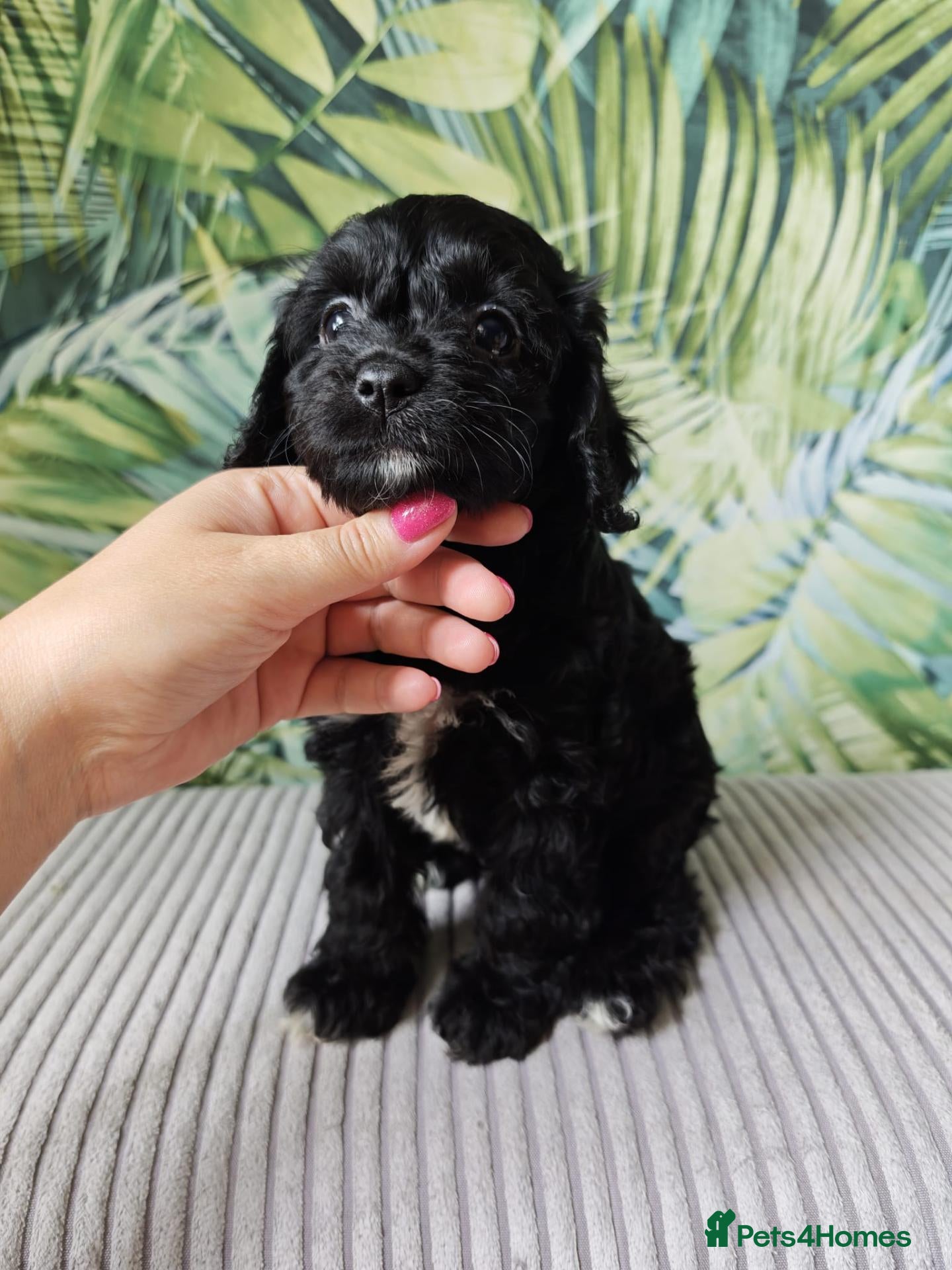 Cavapoo dogs Little fluffs available in two weeks - Advert 12