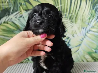 Cavapoo dogs Little fluffs available in two weeks - Advert 12