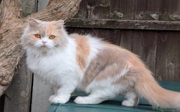 British Longhair cats for sale: Beautiful GrCh female - Image 3