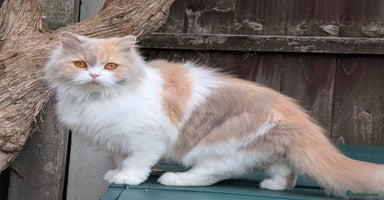 British Longhair cats - Advert 3