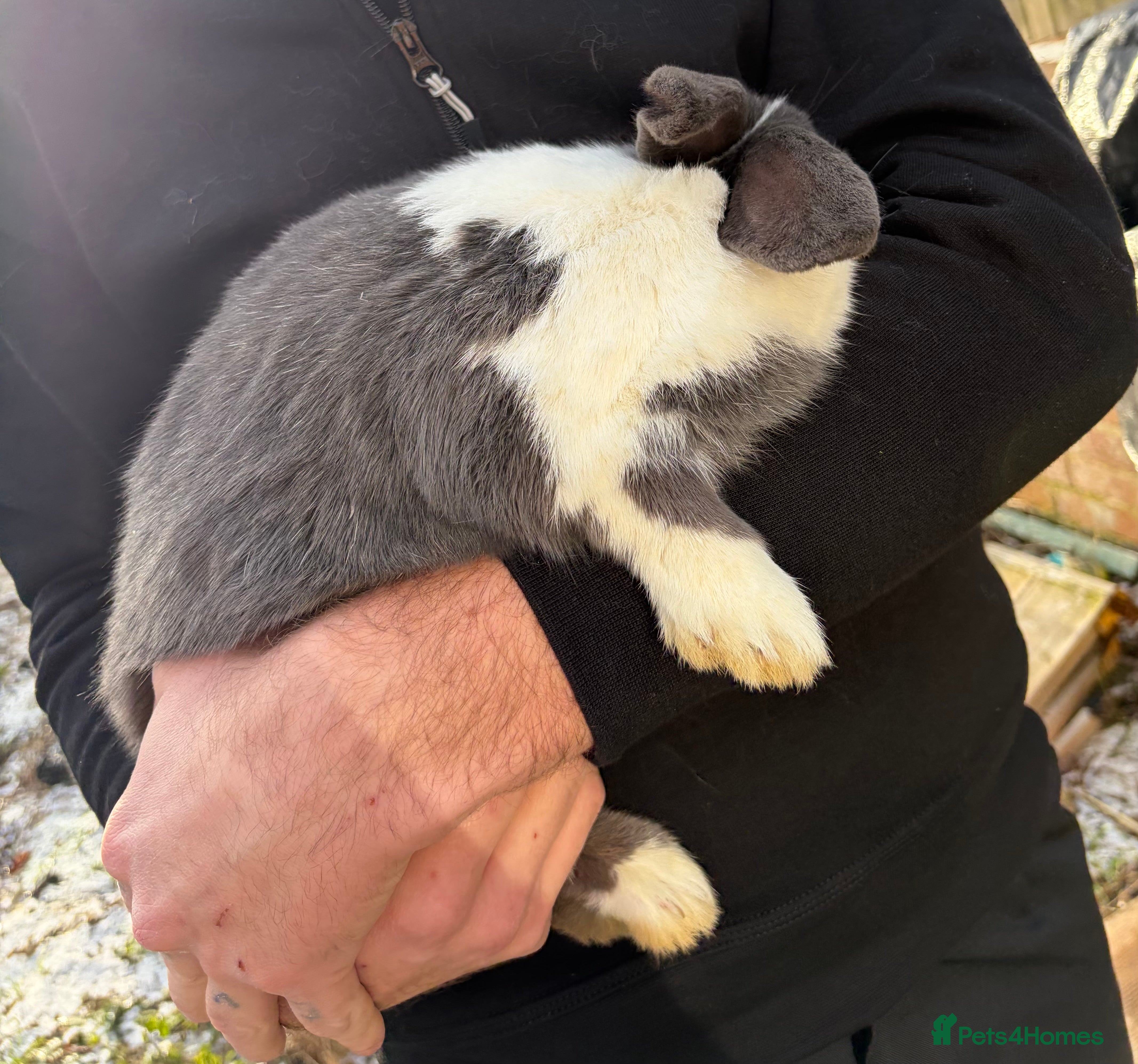 Mixed Breed rabbits 3 rabbits needing a good home - Advert 2