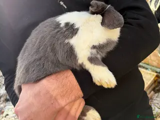 Mixed Breed rabbits 3 rabbits needing a good home - Advert 20