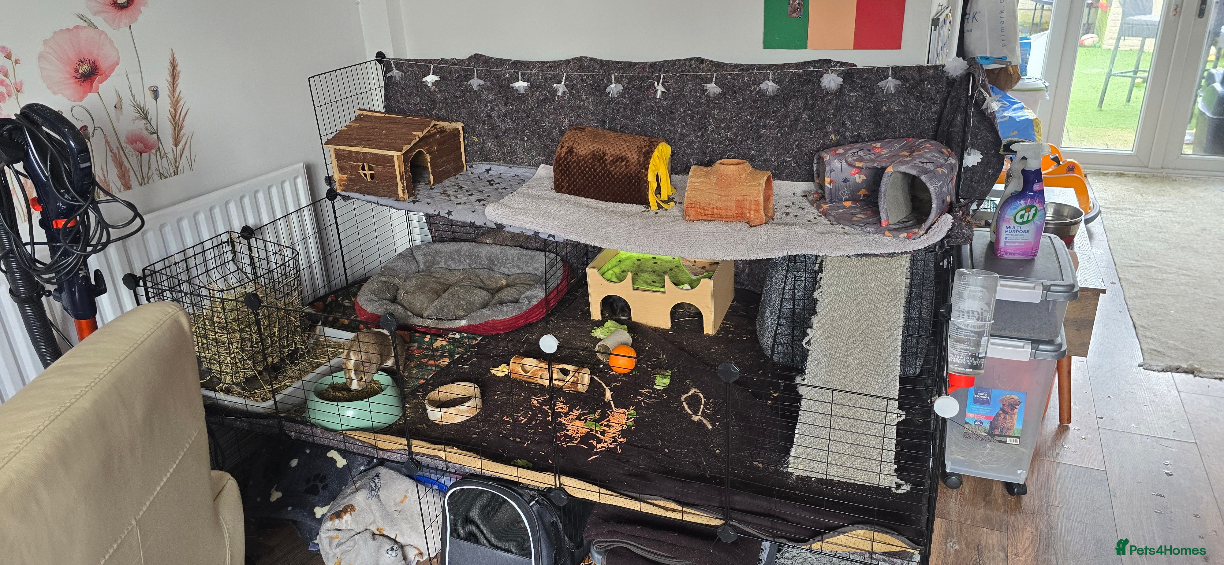 Guinea Pig rodents Full indoor set up and 6 pigs  - Advert 1