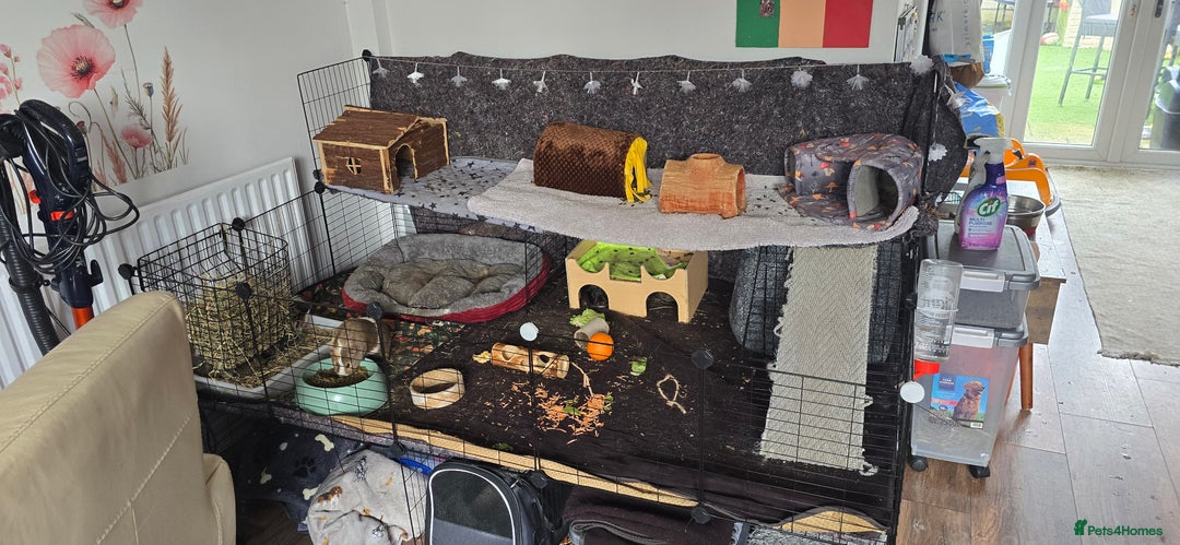 Guinea Pig rodents for sale: Full indoor set up and 6 pigs  - Advert 1