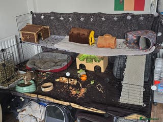 Guinea Pig rodents Full indoor set up and 6 pigs - Advert 5