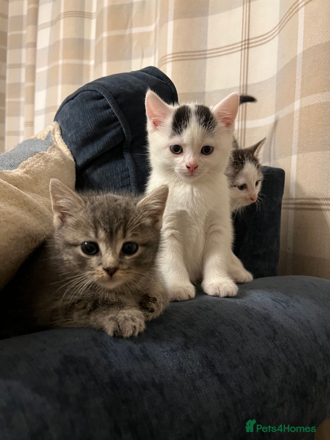 Mixed Breed cats for sale: Beautiful kittens from family home available now - Advert 5