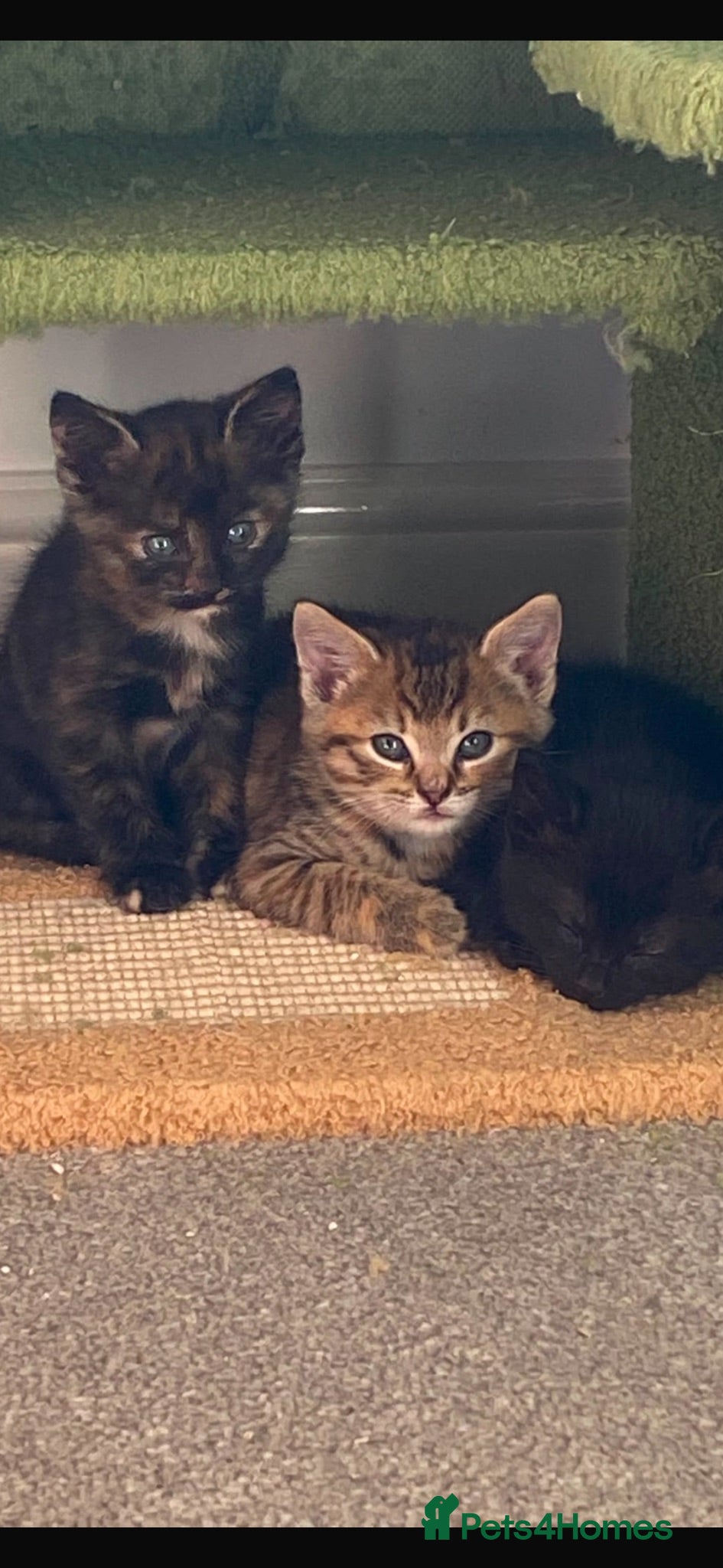 Mixed Breed cats Beautiful mixed breed kittens  - Advert 1