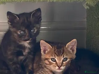 Mixed Breed cats Beautiful mixed breed kittens - Advert 1