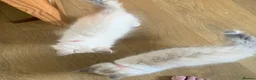Siberian cats for sale: Siberian GCCF 2 males ready now  - Advert 13