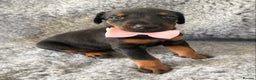 Dobermann dogs for sale: KC REG HEALTH TESTED EUROPEAN DOBERMAN : REDUCED! - Advert 17