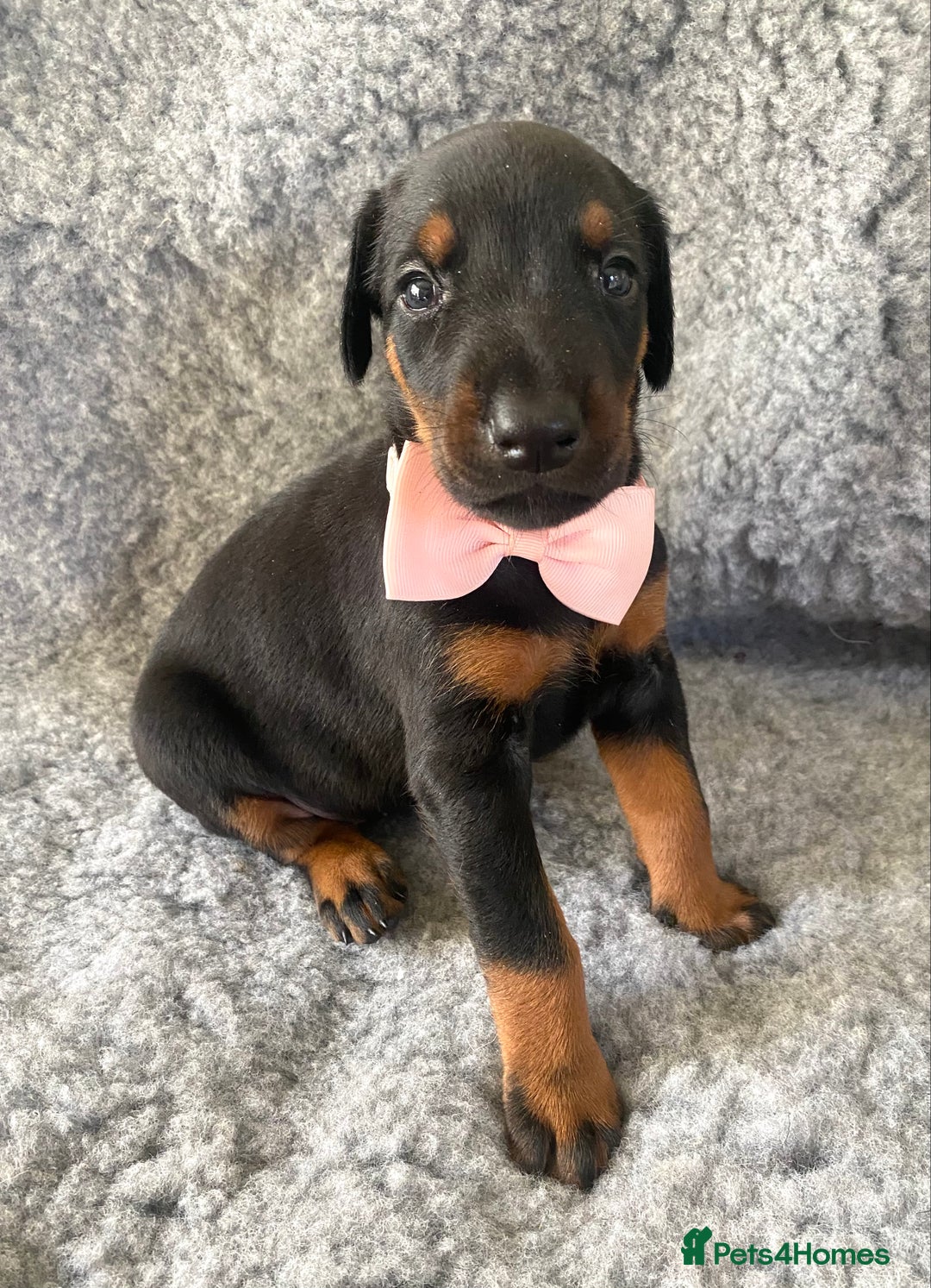 Dobermann dogs for sale: KC REG HEALTH TESTED EUROPEAN DOBERMAN : REDUCED! - Advert 17
