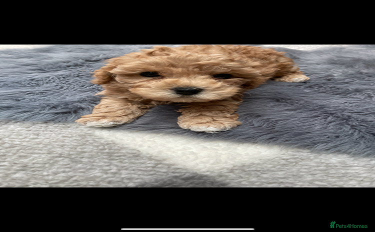 Maltipoo dogs - Advert 1