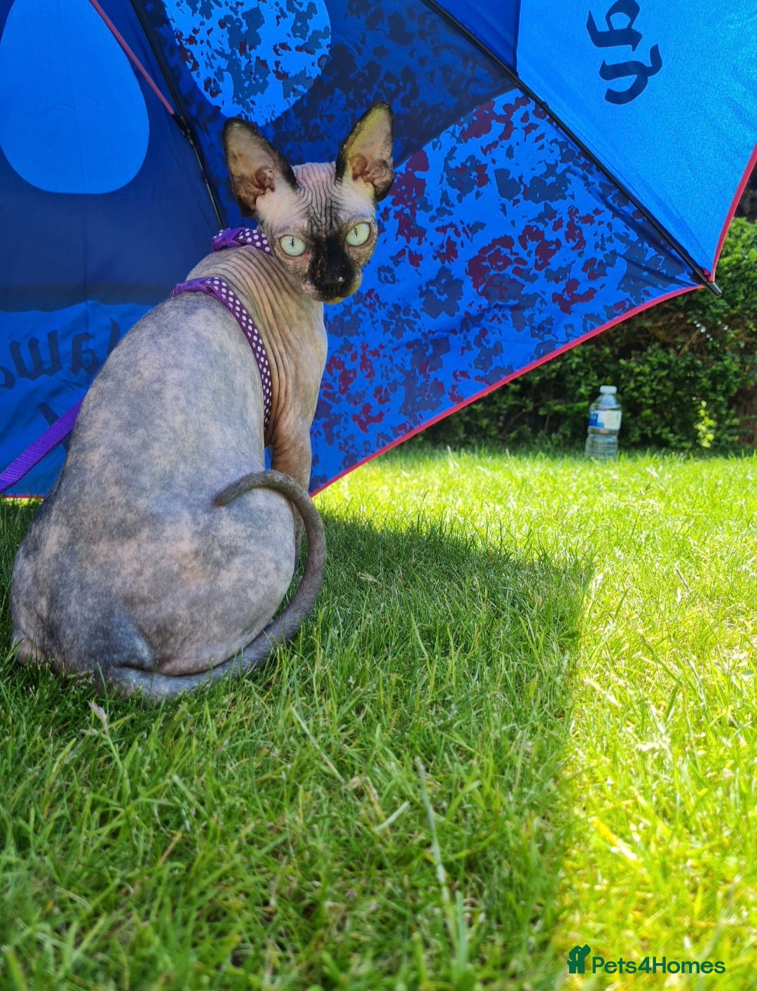 Sphynx cats for sale: 🌟 Stunning Sphynx & Elf Kittens  - Advert 23