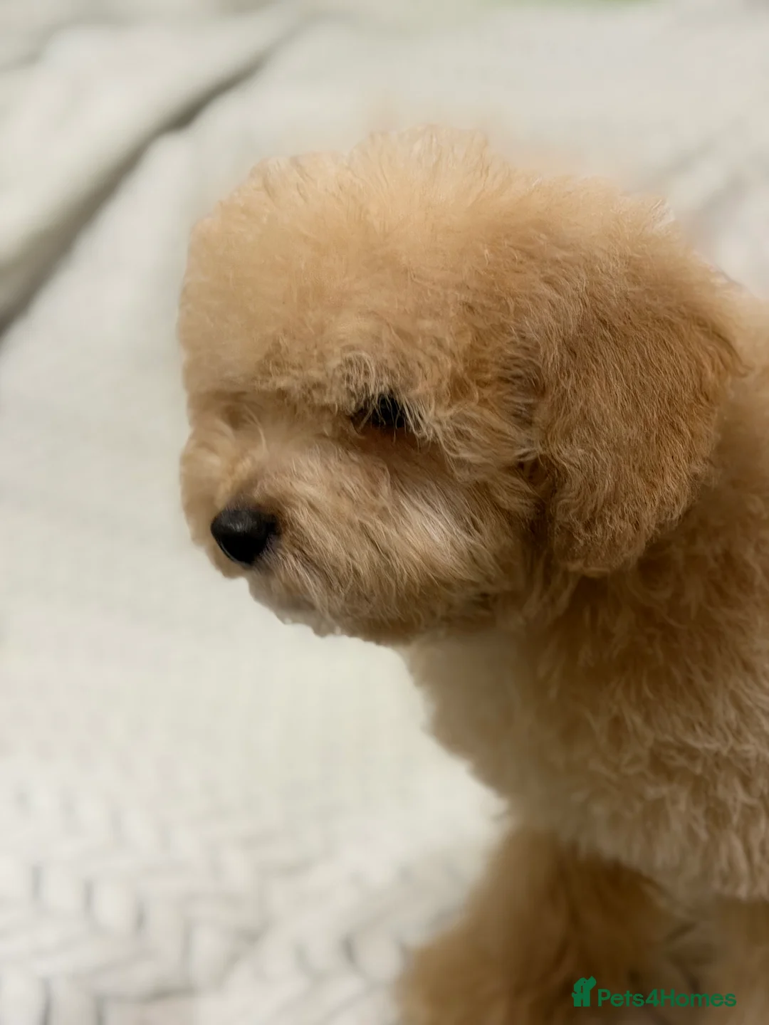 Mixed Breed dogs for sale: 🐾🐾 F1 Bb Maltipoo Puppies Boys and Girls 🐾🐾 - Advert 9