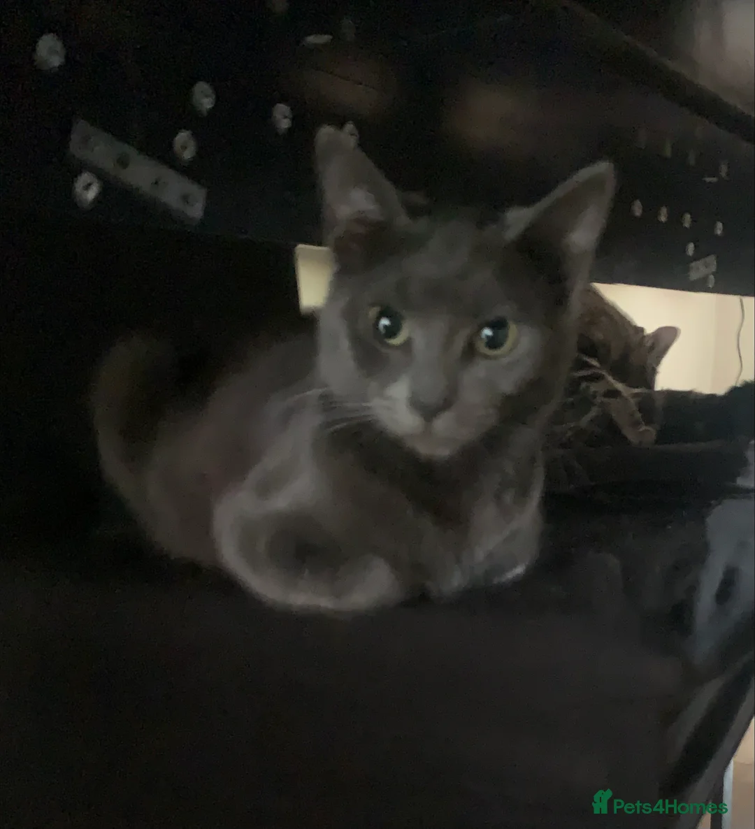 Mixed Breed cats for sale: Youngsters looking for home - Advert 23