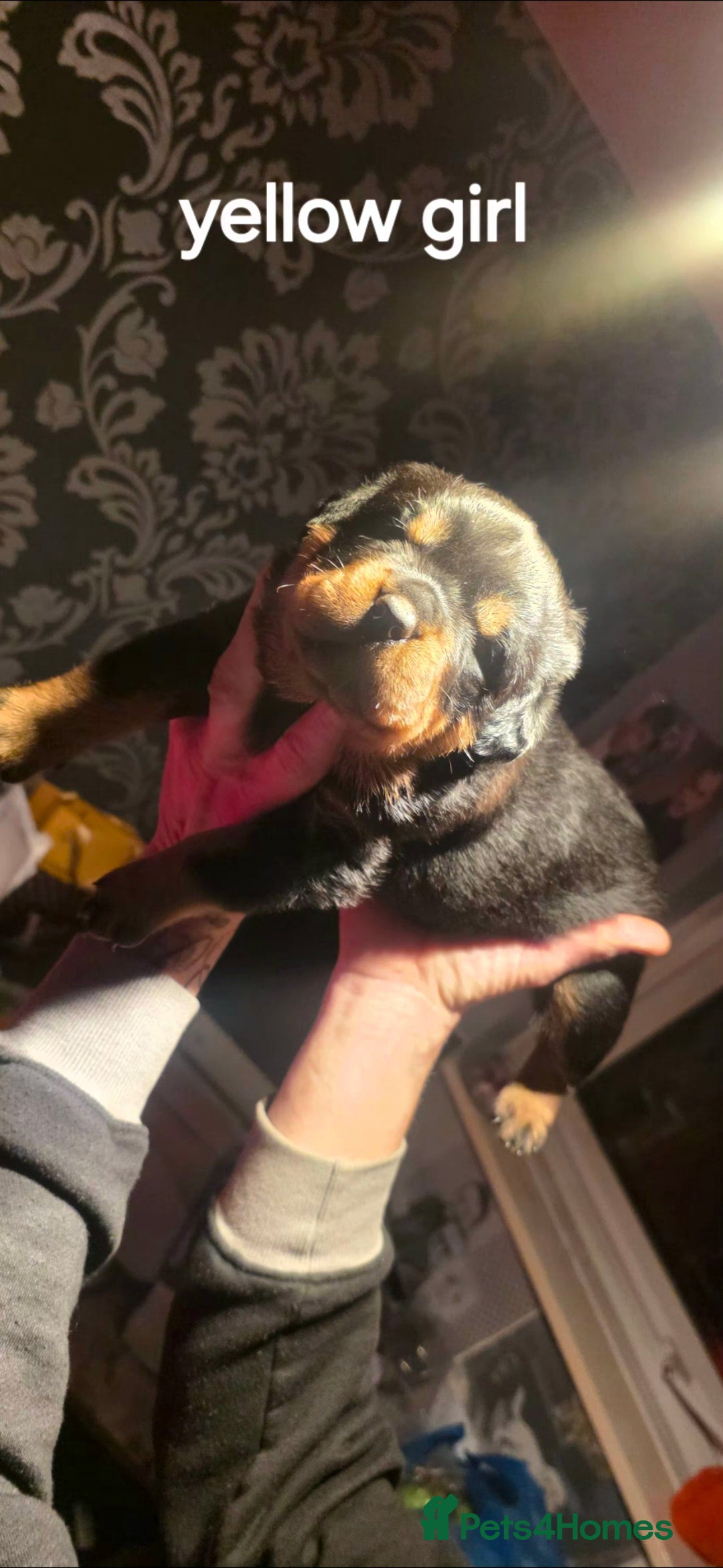 Rottweiler dogs for sale: Kc rottweiler  - Advert 3