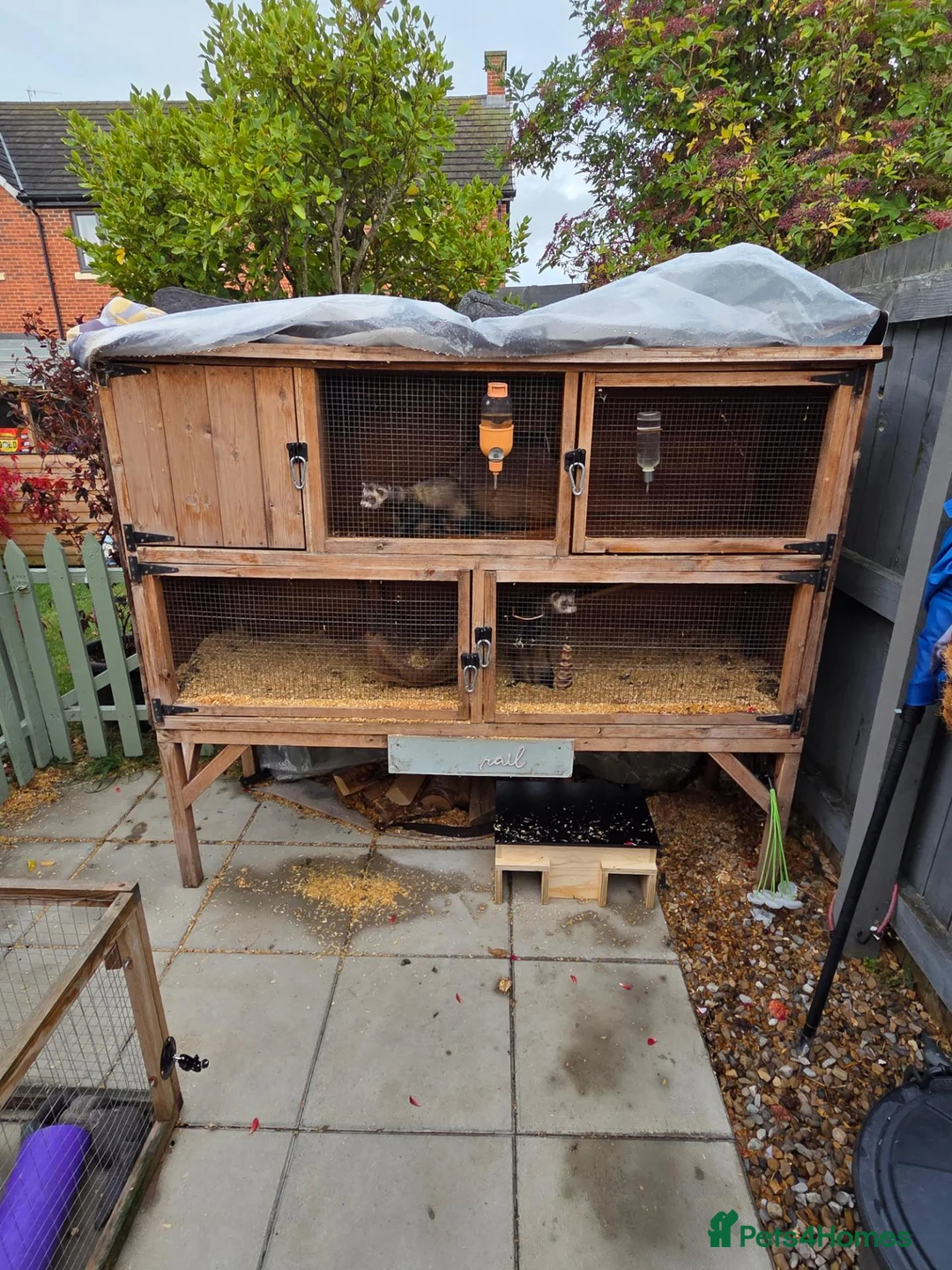 Ferret rodents for sale: Male pole cats x pets  in Durham - Advert 2