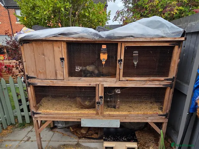 Ferret rodents for sale: Male pole cats x pets - Advert 2