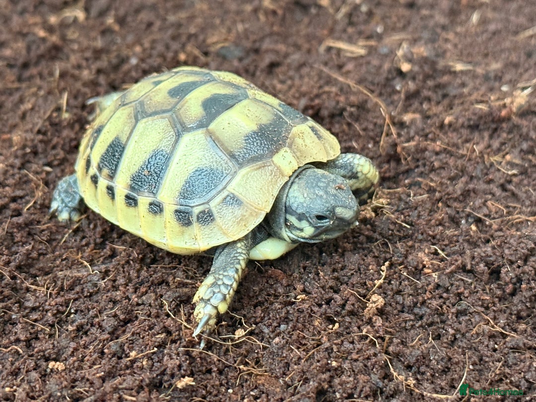 Hermann Tortoise reptiles for sale: Baby hermanns tortoises for sale and setups  - Image 4