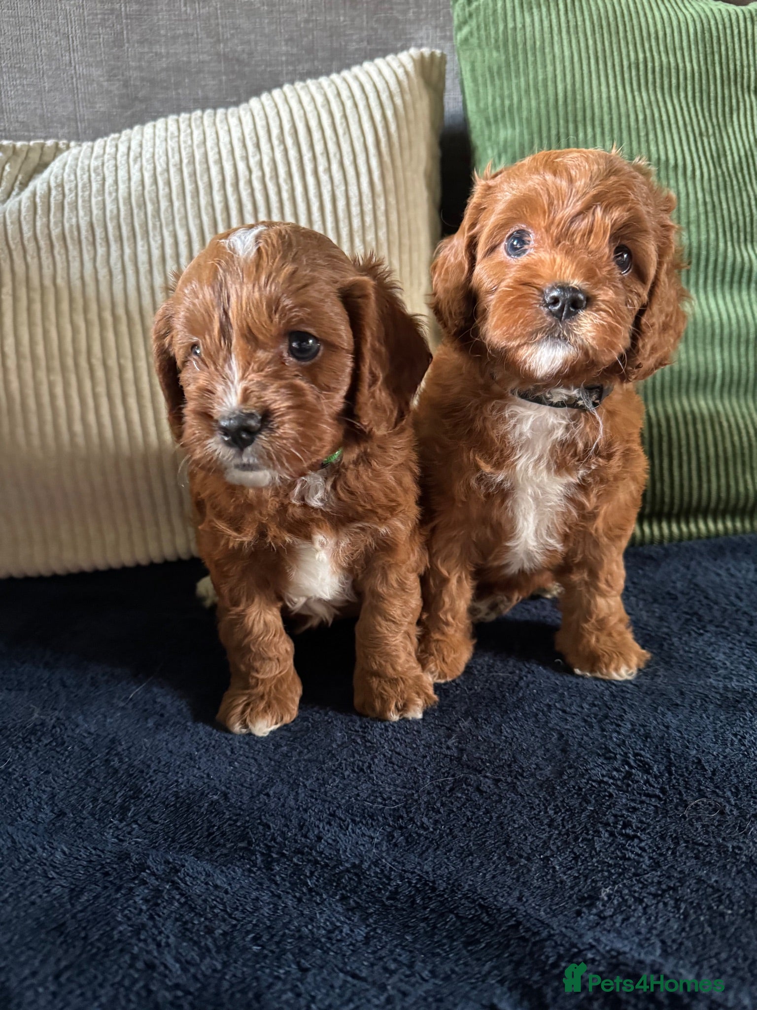 Cavapoo dogs F1 Red Toy Cavapoo Puppies 5* home bred DNA  - Advert 1
