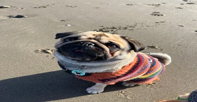 Pug dogs - Advert 5