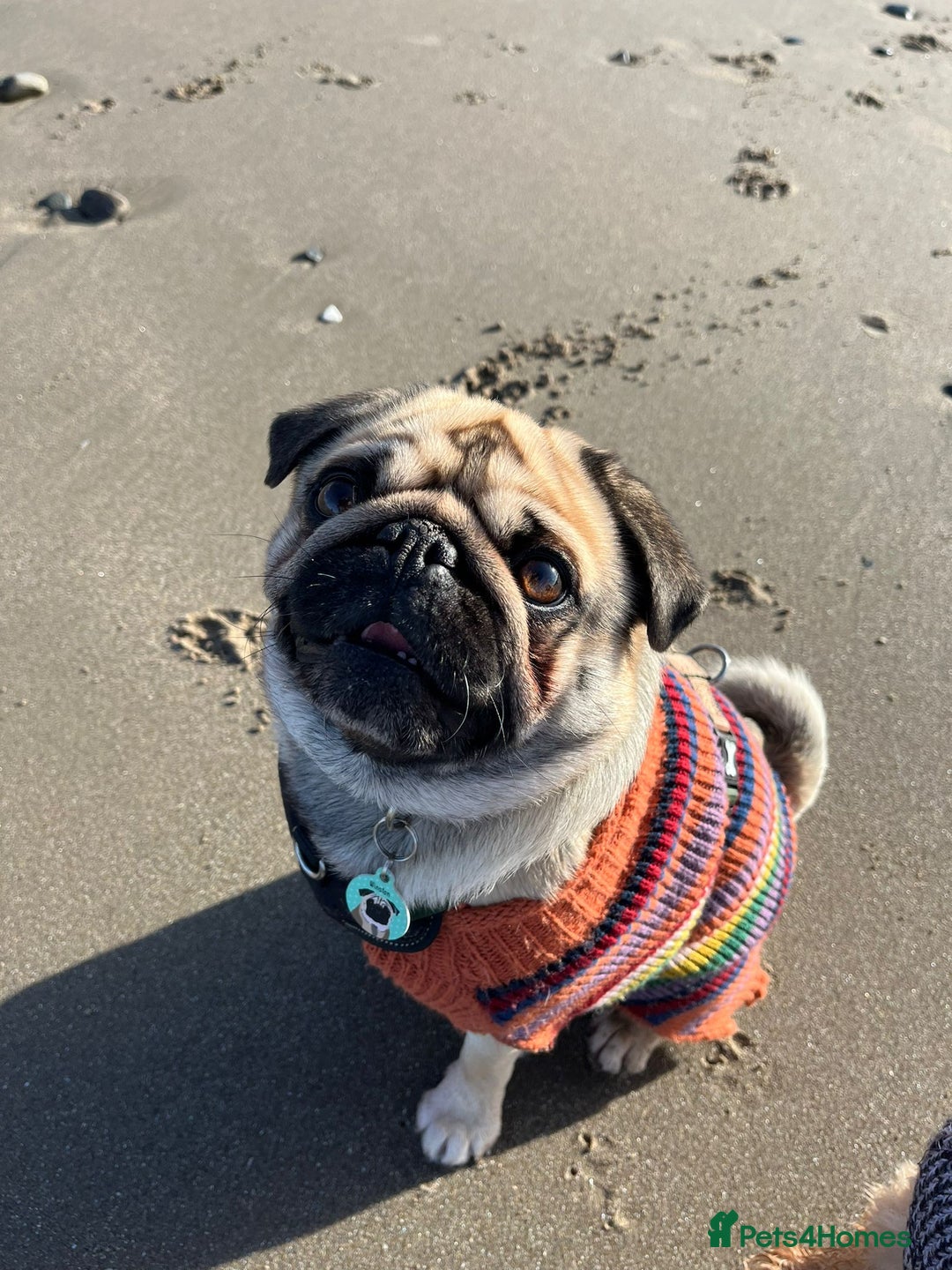 Pug dogs for sale: Handsome pug!  - Image 3
