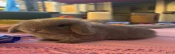 Mini Lop rabbits for sale: 3 Beautiful baby boy mini lops needing good homes in Bridport - Advert 23